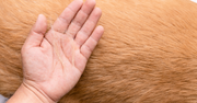 8 Tips to Control Dog Shedding