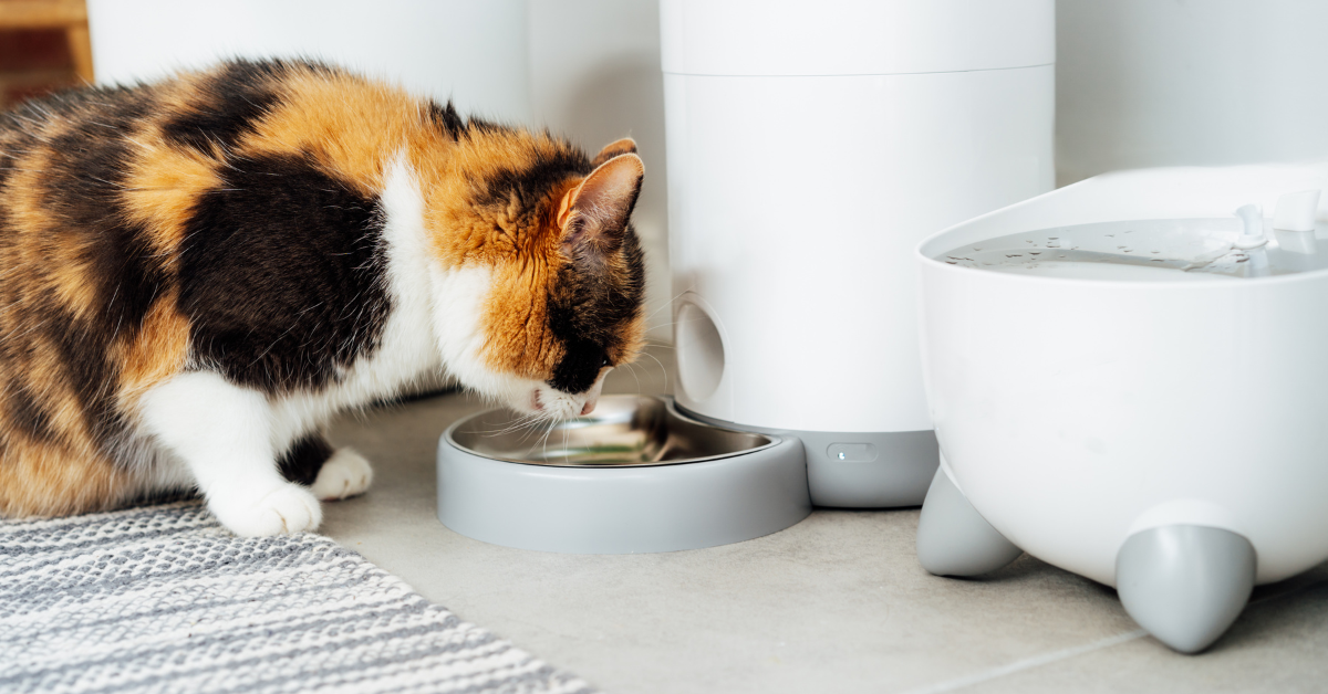 Cat bowls for multiple fashion cats