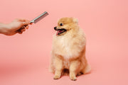 Dog Grooming Tips For At Home