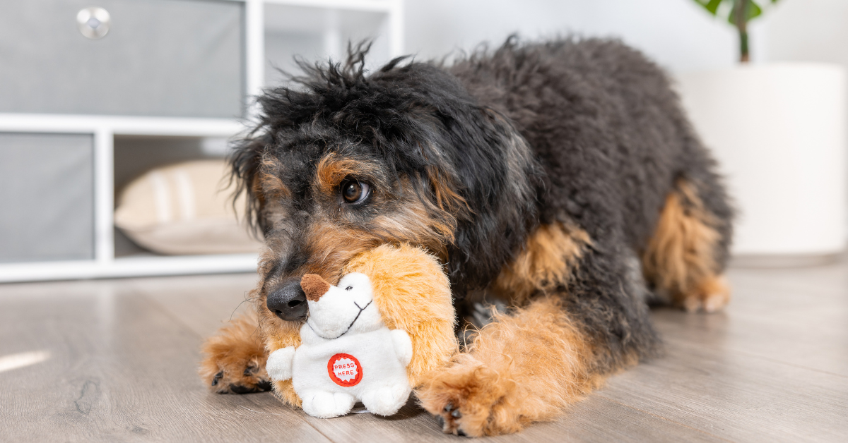 Dog with a plush toy from Petmate