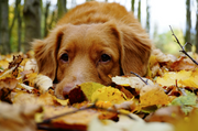 Why Fall Is a Great Time of Year to Go on an Adventure with Your Pup