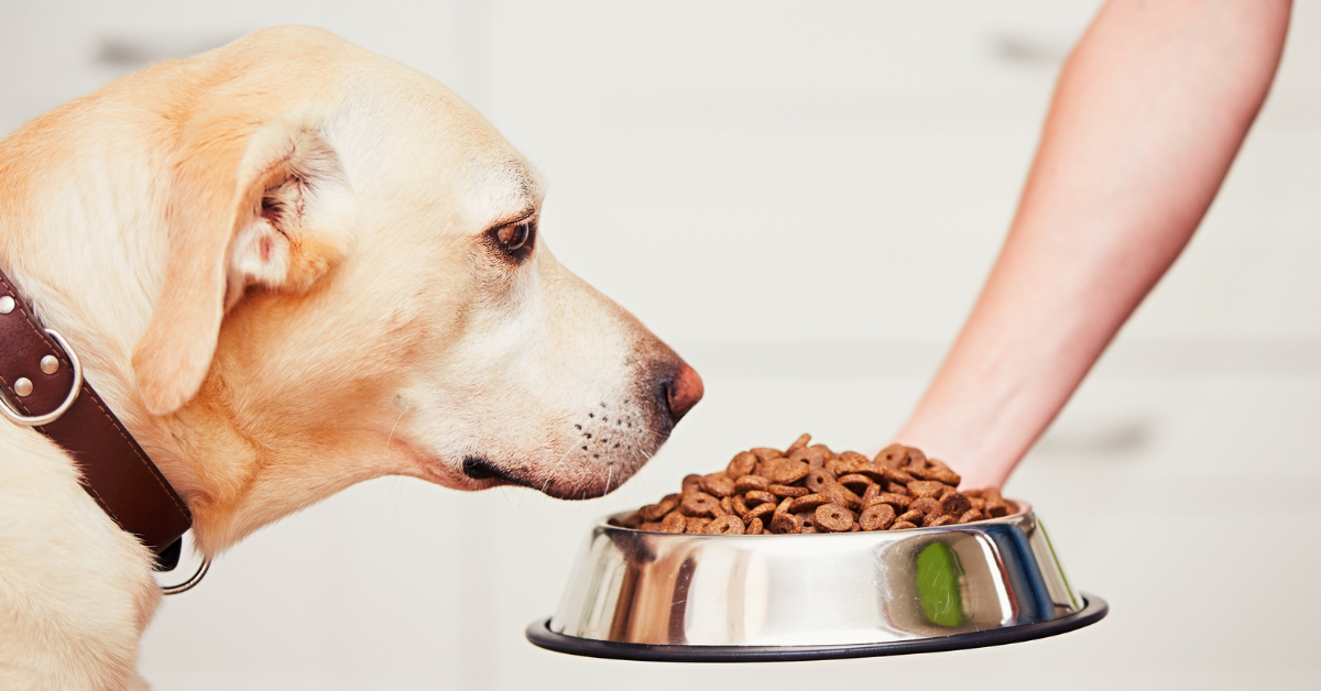 How Long Can You Keep Dry Dog Food Once Opened?