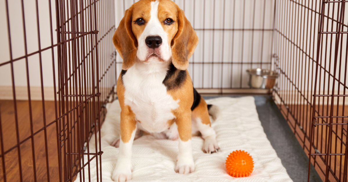 Best way to clean dog kennel best sale