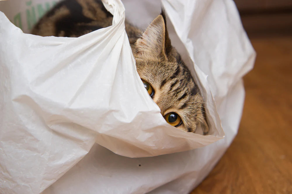 Why Do Cats Lick Plastic Petmate