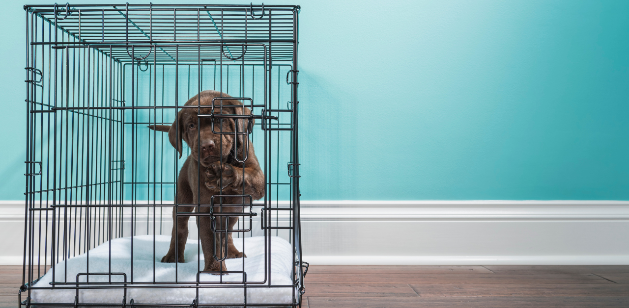 The 10 Best Labrador Retriever Puppy Crates, Pens & Gates