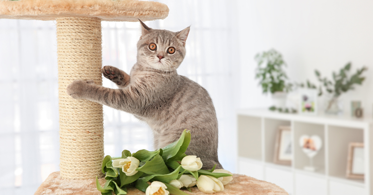 The Benefits of a Cat Scratching Post