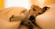 A dog resting under a PetFusion blanket