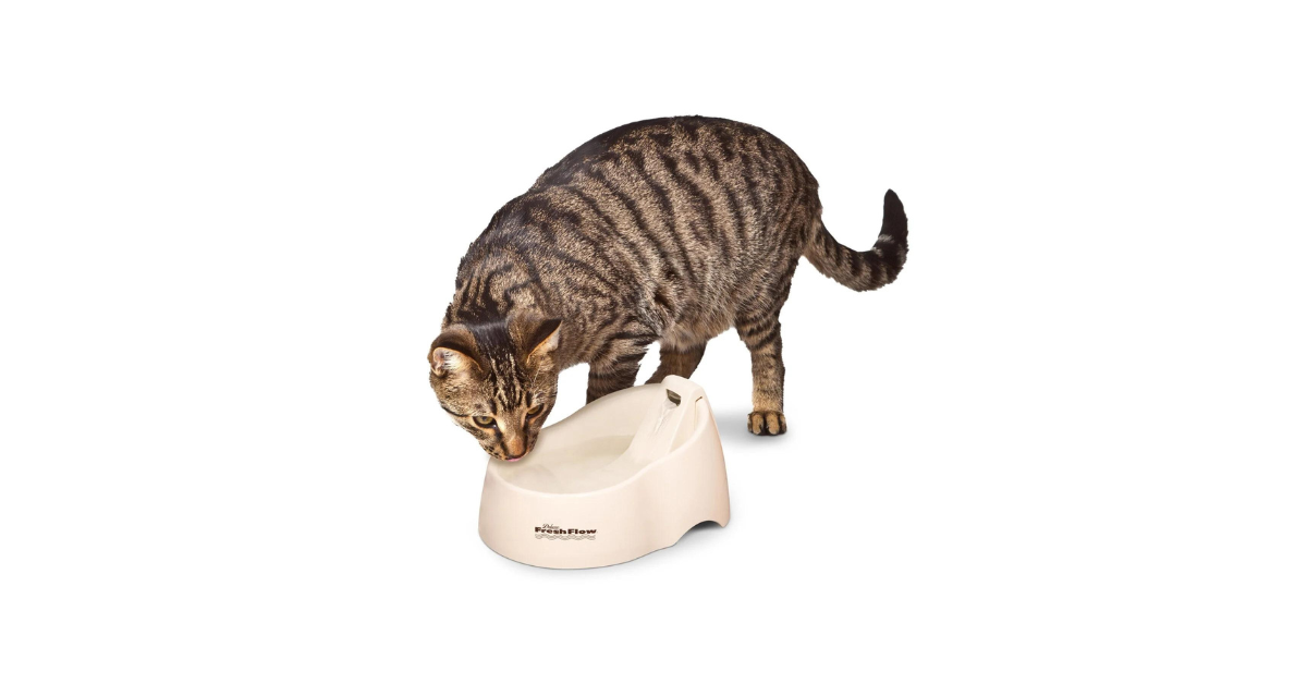 Why Your Cat Needs a Water Fountain: Top Benefits