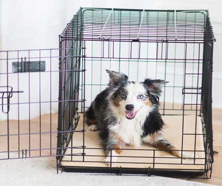 A puppy laying in a wire petmate pet crate