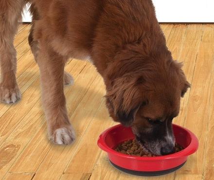 A dog eating out of a red plastic Petmate food bowl