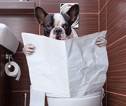 A dog reading the newspaper sitting on the toilet