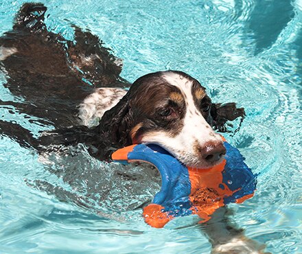 Dog swimming in a pool with a Chuckit! Ultra Squirrel in its mouth