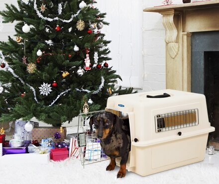 A Dachshund in a plastic kennel next to a Christmas Tree