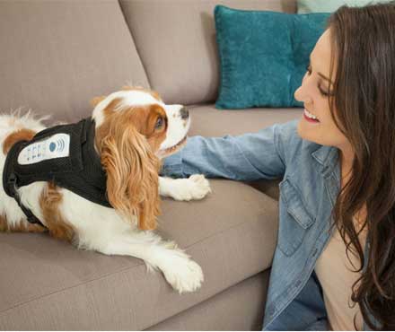 Cocker Spaniel lying on a couch with its owner