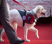 Type of Service Dogs