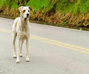 Stray dog standing in a two lane road