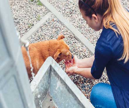 Stray dog being fed by a woman