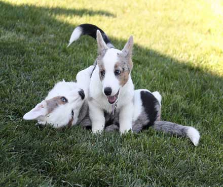 Two dogs playing rough in the grass