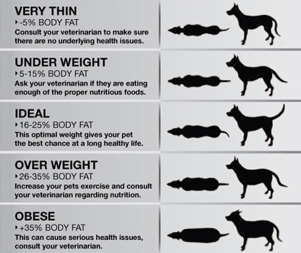 The Dangers of an Overweight or Obese Pet | Petmate