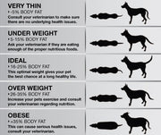 The Dangers of an Overweight or Obese Pet