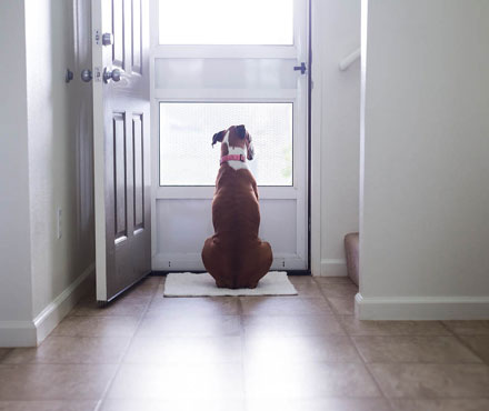 A dog staring out the window