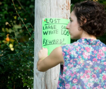 A woman in a floral sleeveless top stands outside, she is putting a bright green sign on a wooden pole. The sigh reads "LOST Large Dog, White Dog, Reward!' 