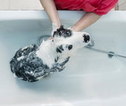 Mistakes Pet Parents Make During Bath Time