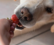 Dog eating a strawberry