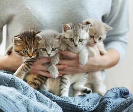 A woman in a grey sweat with a blue knit blanket on her lap holds four tabby kittens to her stomach. 