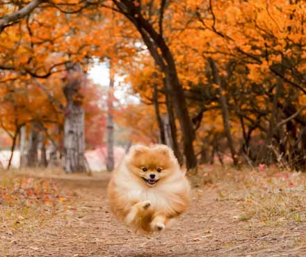 A dog running in the park in the fall season