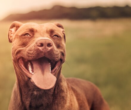 Picture Of Dog In A Field