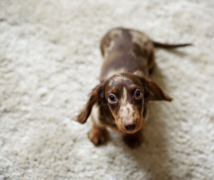 Image of a Dachshund Puppy