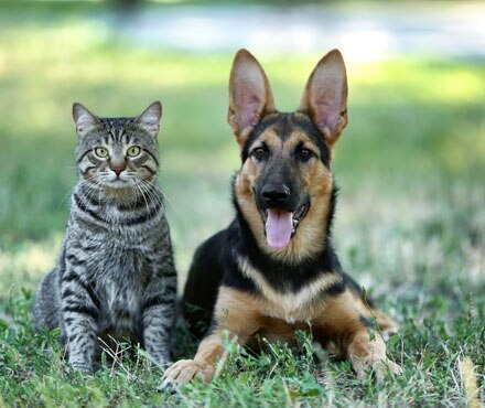 A cat and a dog sitting together in the grass