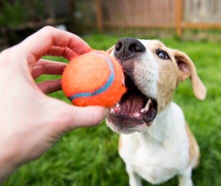 A dog holding a Chuckit! Ultra Ball in its mouth