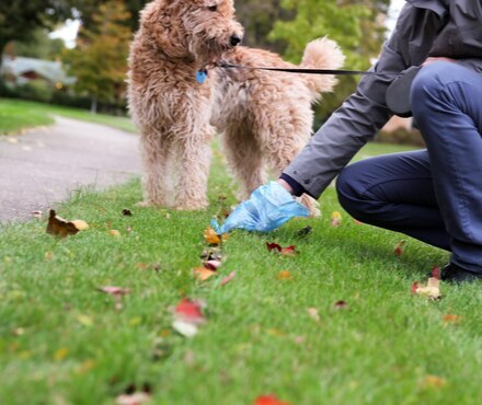 Dog owner picking up their dogs poop while on a walk