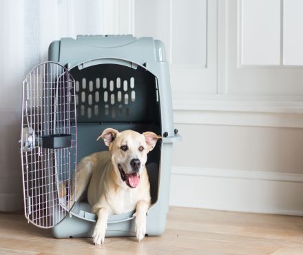 Plastic is Fantastic! The Inside Look on Plastic Kennels