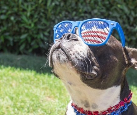 Fireworks and Pets: Tips on Staying Safe this Summer