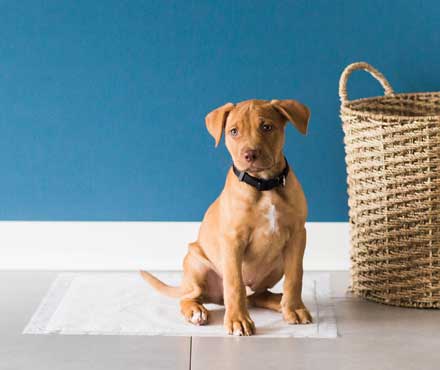 Puppy sitting next to a woven tan basket