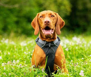 A dog running in the field with a harness on