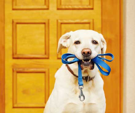 A dog holding its leash in its mouth