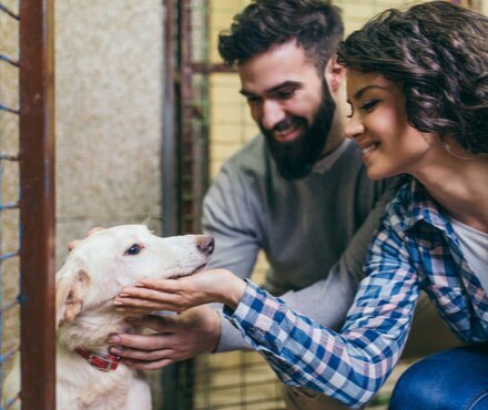 A couple adopting a dog