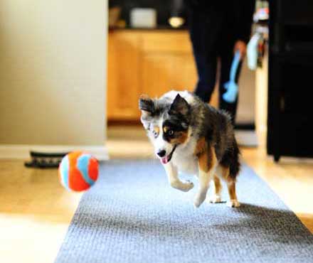 A dog chasing a Chuckit! Indoor Fetch Ball in the living room