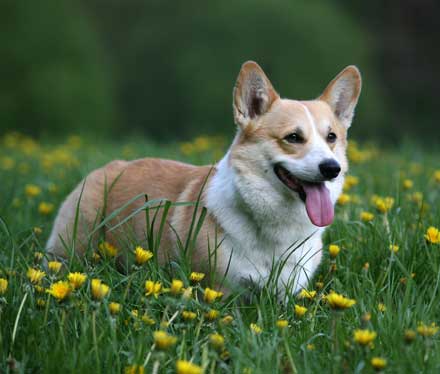 A dog sitting in a field of grass