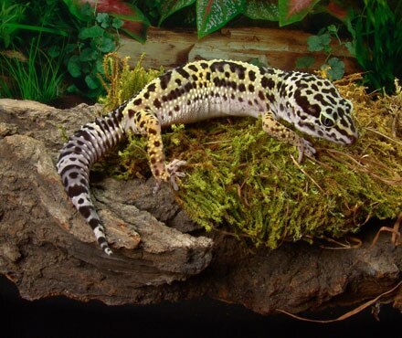 A lizard sitting on a rock