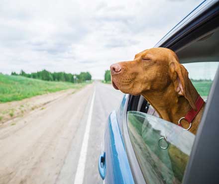 A dog in a car traveling down the road with its head out the car window