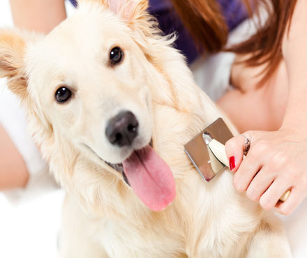 A dog having its coat groomed