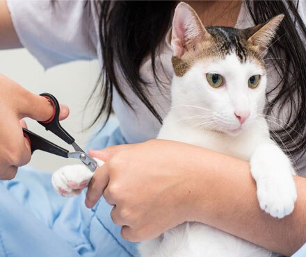 Clipping Your Cats Nails