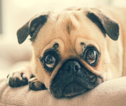 A pug sitting on a couch