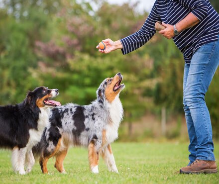 Two dogs in a park with its owner learning to sit and stay