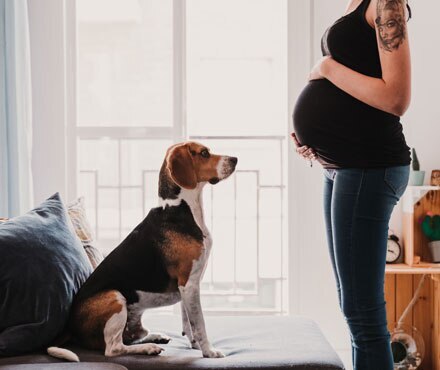 Dog with a pregnant woman